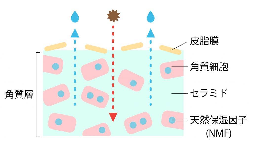 角質層