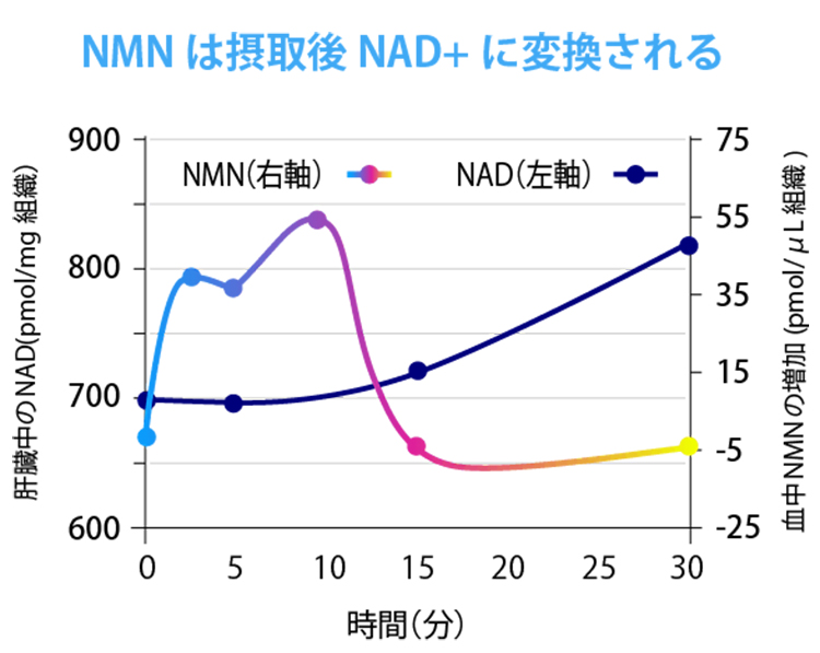 NMNは摂取後NAD+に変換される